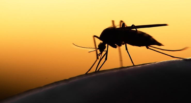 komary-na-prirode