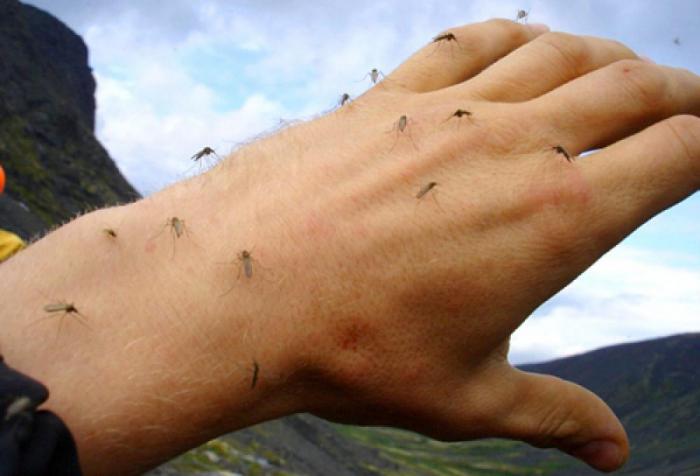 komary-na-prirode