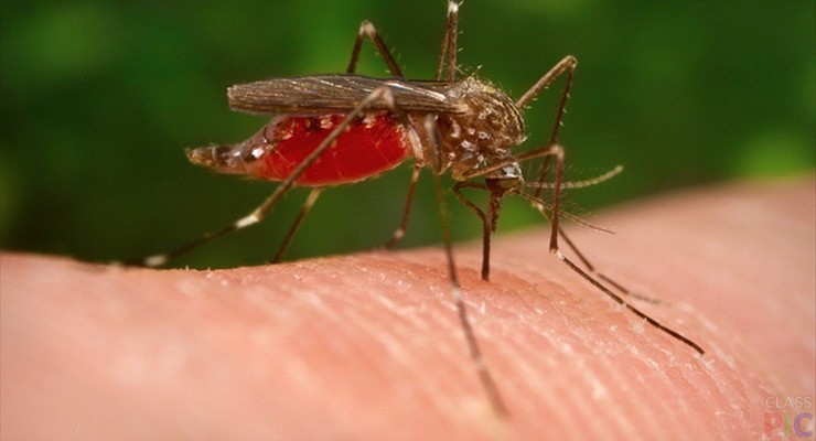 ukusil-komar