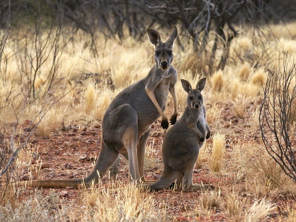 Фауна Австралии