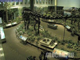 Веб-камера в музее динозавров