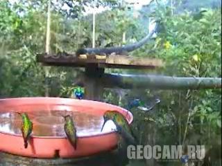Веб-камера у поилки для колибри