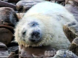 Веб-камера серых тюленей