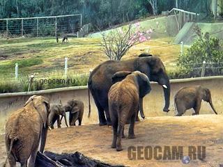 Веб-камера в вольере у слонов