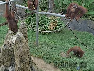 Веб-камера в вольере у обезьян
