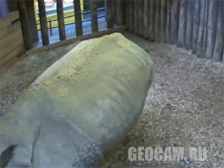 Веб-камера 3 в вольере у носорога