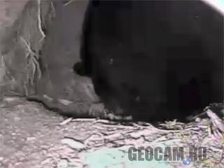 Веб-камера в берлоге черных медведей