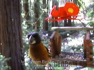 Кормушка для птиц веб-камера
