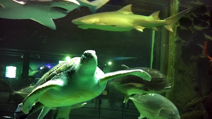 Подводная веб-камера аквариума Ailand: акулы и черепахи