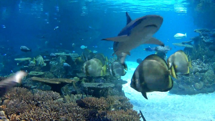 Веб-камера в аквариуме с рифовыми акулами