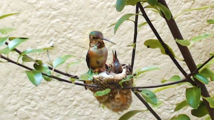 Веб-камера у гнезда колибри в Южной Калифорнии