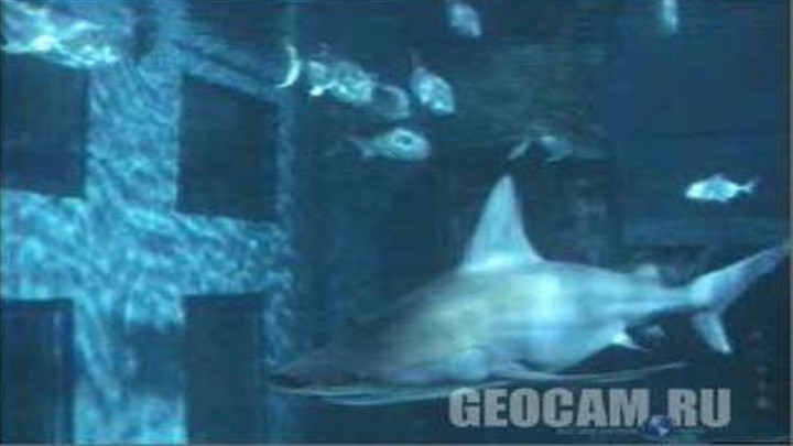 Веб-камера в аквариуме с акулами в Лондоне