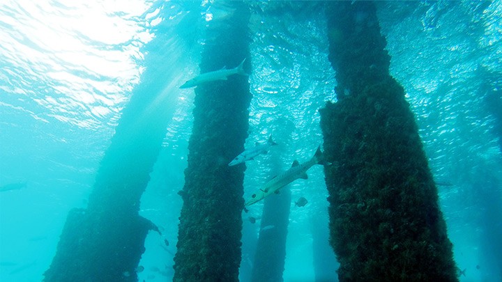 Подводная веб-камера в Дирфилд-Бич