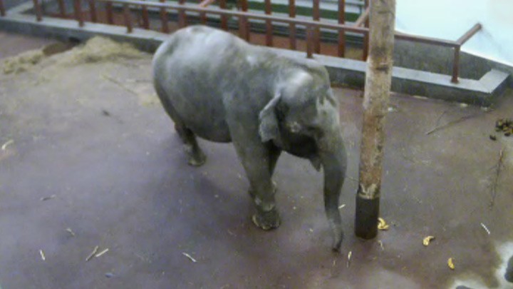 Веб-камера слонихи по имени Даша, SD