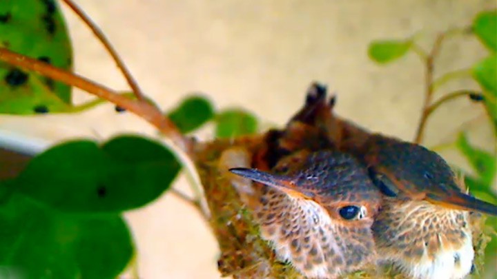 Веб-камера у гнезда колибри по имени Эмма