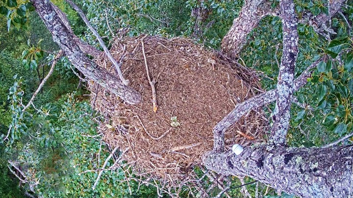 Веб-камера у гнезда орлов, Кенай, Аляска
