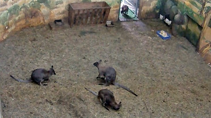 Веб-камеры Новосибирского зоопарка