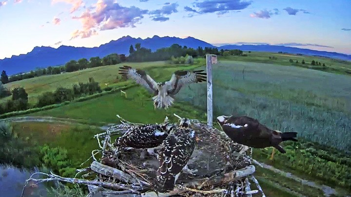 Веб-камера у гнезда скопы в штате Монтана