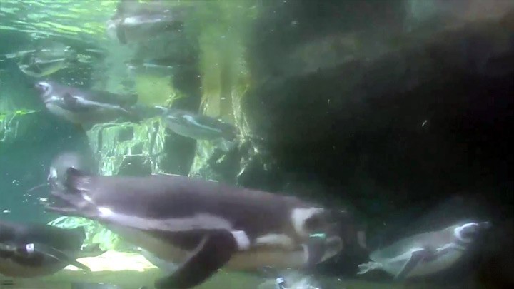 Подводная веб-камера в вольере пингвинов