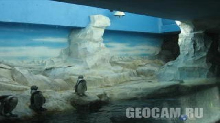 Веб-камера в Московском зоопарке