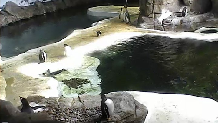 Веб-камера в вольере пингвинов