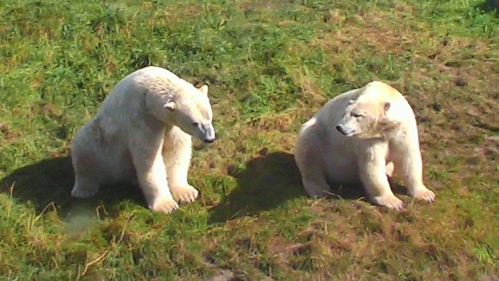 Веб-камера в вольере белых медведей в Дании