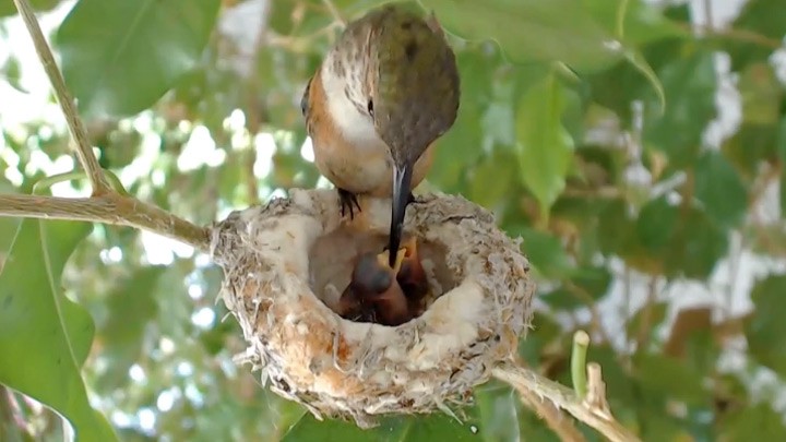 Веб-камера у гнезда колибри по имени Рози
