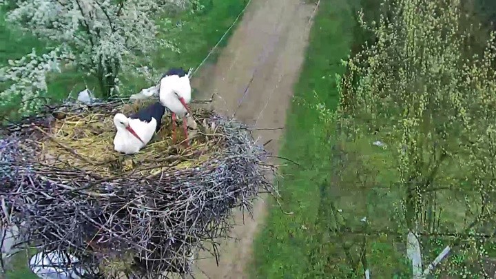 Веб-камера у гнезда аистов в селе Тязев