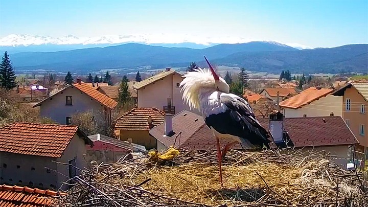 Веб-камера у гнезда аистов в селе Ярлово, Болгария