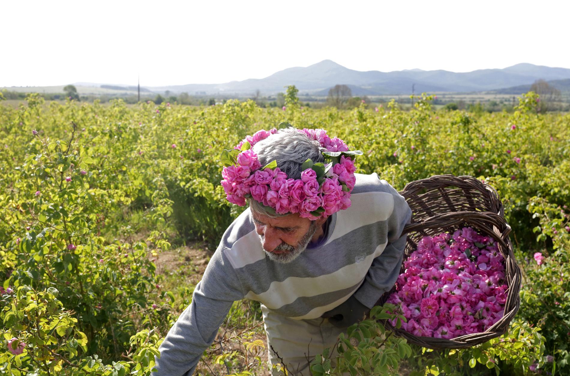 Плантации роз в Марокко