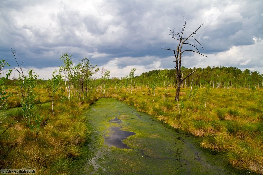 Ольманские болота