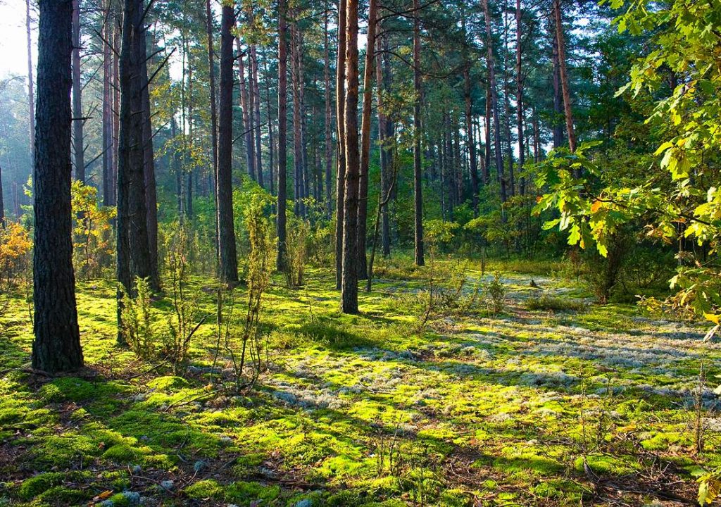 Беловежская пуща фото деревьев